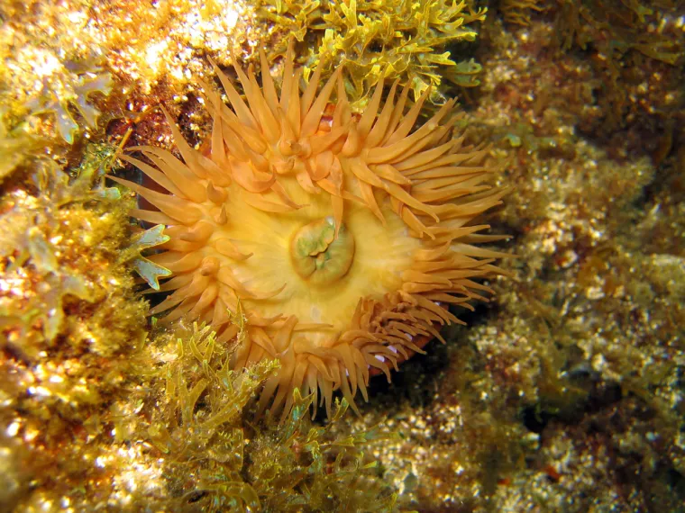 Prva pomoć kod uboda vlasulje:Liječenje je simptomatsko, odnosno ubod se treba isprati morskom vodom i kućnim vinskim octom (može i alkoholom), a liječnici u slučaju jačih simptoma propisuju antihistaminske i kortikosteroidne preparate. U težim slučajevima, ako je zahvaćena veća površina kože (najčešće kod djece), može se javiti mišićni bol, povišena temperatura, povraćanje, gubitak svijesti. Tada je nužno zatražiti hitnu medicinsku pomoć.
