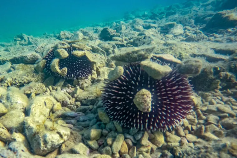6. Ubod morskog ježinca: Morski ježinci spadaju u razred bodljikaša, morskih beskralježnjaka. Imaju okruglo tijelo, izvana pokriveno oštrim bodljama. Kako borave na dnu, neoprezni ih kupači  često ugaze, pri čemu dođe do mehaničkog lomljenja bodlji, koje prodiru duboko u tkivo, gdje mogu zaostati i uzrokovati dodatne komplikacije  (gnojenje, stalan bol i sl.). U rani se obično vide polomljeni djelići bodlji, a na mjestu uboda crvenilo i oteklina. 