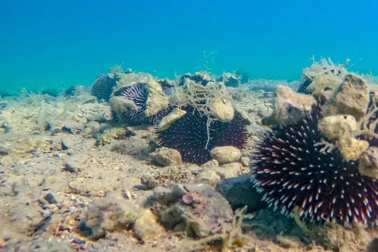 Prva pomoć kod uboda ježincaMjesto uboda potrebno je dezinficirati (alkohol, antiseptik) te ako ste spretni, sterilnom iglom (može se kupiti u ljekarni) izvaditi bodlje. Nakon toga je potrebno zaštititi mjesto uboda (sterilna gaza, flaster), te mirovati (ako postoji puno uboda u petu/stopalo i sl.). Ako niste sigurni u svoje „kirurške“ sposobnosti, a osobito ako je došlo do gnojenja rane ili uopće ne vidite bodlju (znak prodora duboko u tkivo), najbolje se javiti liječniku. Djecu i sve ostale nedovoljno oprezne kupače dobro je prije odlaska na more opskrbiti plastičnim papučama/sandalama koje sprječavaju ubode.