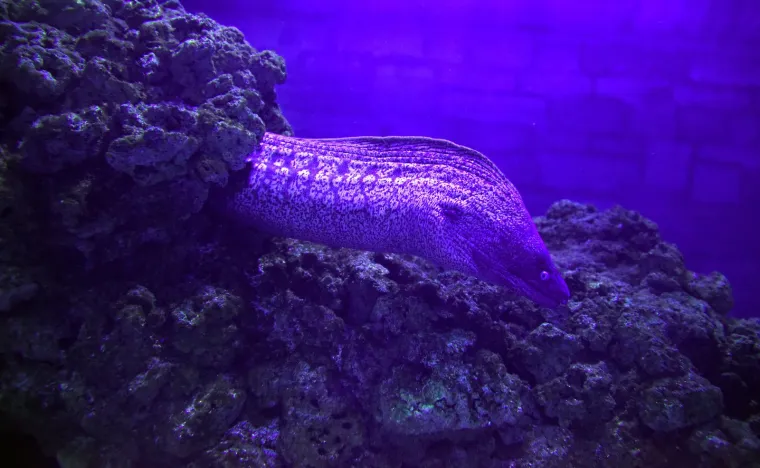 Simptomi kontakta s otrovnim ribama:Bol koji se javlja žestok je, pulsirajući, širi se od mjesta uboda koje oteče i mijenja boju tkiva (od sasvim bijele preko crvene do tamnomodre), a mogu se pojaviti i mjehurići. Ranu treba isprati, a ostatke otrovnih bodlji treba odmah izvaditi. Kako je otrov termolabilan, odnosno osjetljiv na povišenu temperaturu, ubodeni dio tijela treba uroniti u vruću vodu (koliko možete izdržati, a da se ne opečete, jer prag bola iznosi oko 46 °C) u vremenu 30 min –1 sat. Kod teških slučajeva uboda ribe pauka može se pojaviti opća reakcija organizma na otrov u smislu vrtoglavice, opće slabosti, znojenja, povišene tjelesne temperature, nesvjestice, te problema s disanjem i radom srca. 