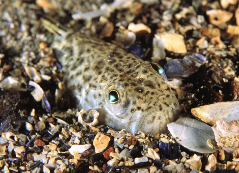 Prva pomoć kod kontakta s otrovnim ribamaUnesrećenog je potrebno što hitnije dopremiti u najbližu zdravstvenu ustanovu, te ako je potrebno, provesti postupak oživljavanja. Ako su rane kod uboda veće (npr. laceracija – razderotina), nužno ih je kirurški obraditi u zdravstvenoj ustanovi. U slučaju sumnje na sekundarnu infekciju rane, potrebno se što prije javiti liječniku.U drugoj skupini riba, najznačajnija je murina, vrlo agresivna riba otrovnog ugriza (napada ronioce ako je uznemire). Na mjestu otrovnog ugriza javlja se crvenilo, oteklina, jaki bolovi, grčevi i otežano disanje. Kako je i ovaj otrov termolabilan, mjesto ugriza potrebno je uroniti u toplu vodu. Ranu je poslije potrebno dezinficirati i prekriti sterilnom gazom (ako nemate, ostavite je otvorenu). Ugriz murine nužno je kirurški obraditi u zdravstvenoj ustanovi, te dalje postupiti po uputama liječnika.