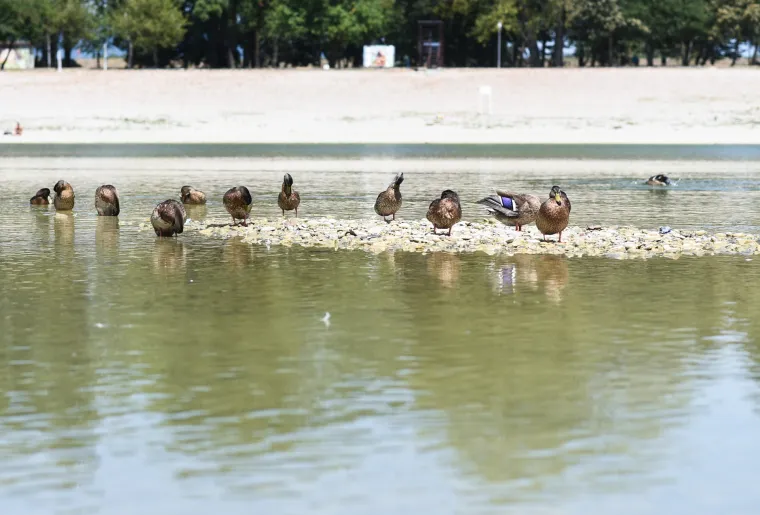 Jezero Bundek gotovo presušilo! Ostalo tek nekoliko centimetara vode, a patkice se više ne mogu kupati...
