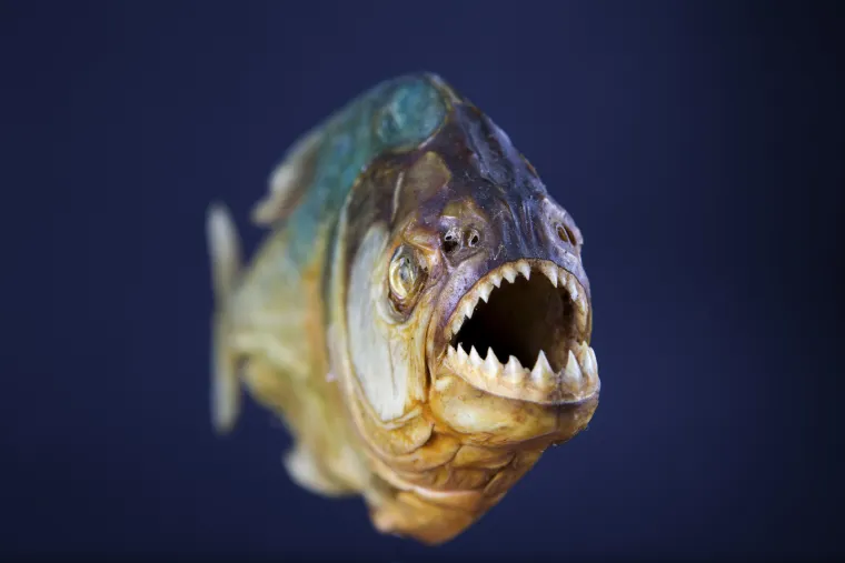 8. Mit: Piranje mogu rastrgati čovjeka. 
Istina: Ove ribe su jako oprezne. Na svijetu ne postoji slučaj u kojem je čovjek umro od napada piranje. 
