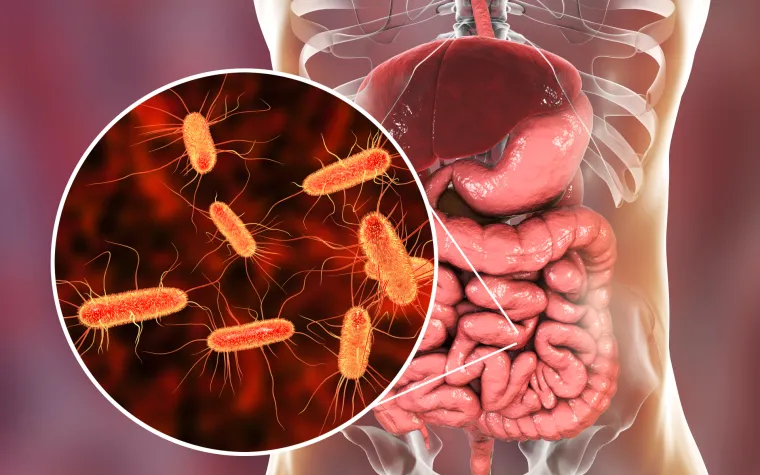 Neke vrste E. coli uzrokuju upalu mokraćnih puteva, a neke, pak, infekcije probavnog sustava. Jedna od njih je enterohemoragijska E. coli (EHEC) koja uzrokuje krvave proljeve, a posebice je opasna podvrsta STEC (E. coli koja stvara Shiga toxin (Vero toksin). Zbog toga može doći do hemolitičko-uremijskog sindroma (HUS-a) koji karakterizira anemija, smanjenje broja trombocita i zatajenje bubrega.