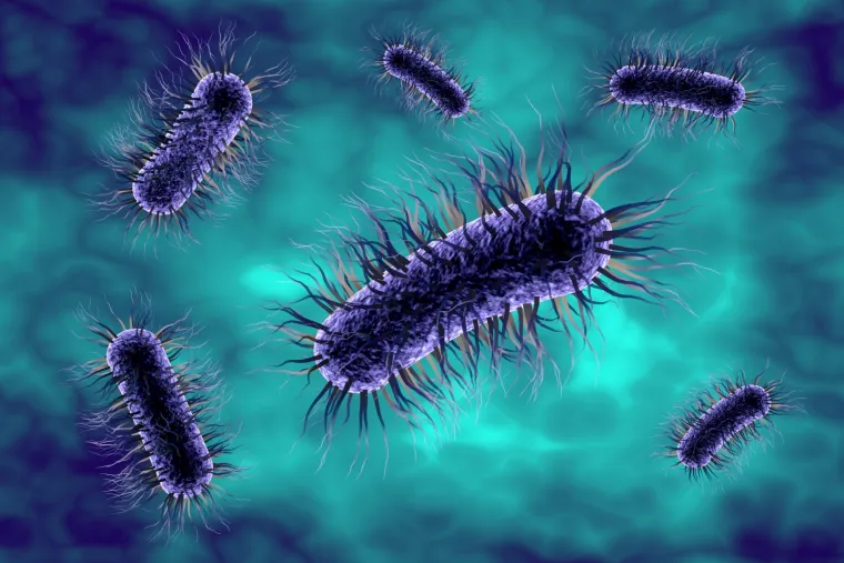 E. coli se inače nalazi u crijevima životinja te kod njih ne uzrokuje bolest, a najčešće se prenosi zagađenom hranom ili u kontaktu sa životinjama ili u kontaktu sa zaraženom vodom. Moguć je i daljnji prijenos s čovjeka na čovjeka među bliskim kontaktima.