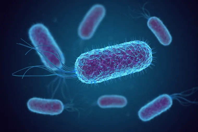 Kod zaraze E. coli inkubacija traje od dva do osam dana. Kod EHEC infekcije najčešće se javljaju jaka bol i grčevi u trbuhu uz vodenasti krvavi proljev koji traje pet do deset dana. Temperatura je normalna ili malo povišena. 