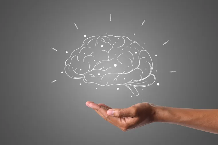 Mozak &quot;uzgaja&quot; sinaptičke veze između neurona. Tim vezama putuju neurotransmiteri – kemijske tvari u ulozi komunikacijskih sredstava između neurona, poput dopamina, serotonina i drugih. Glija stanice u mozgu djeluju na način da ubrzavaju signale između neurona. Također postoje i mikroglija stanice, koji se ponašaju poput čistača koji će skupiti sav otpad. Upravo one krune naše sinaptičke veze.