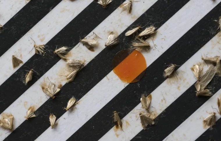 Upoznajte va&scaron;e sustanare: Uglavnom imaju &scaron;est ili vi&scaron;e nogu, ne plaćaju režije, ali jako vole grickati