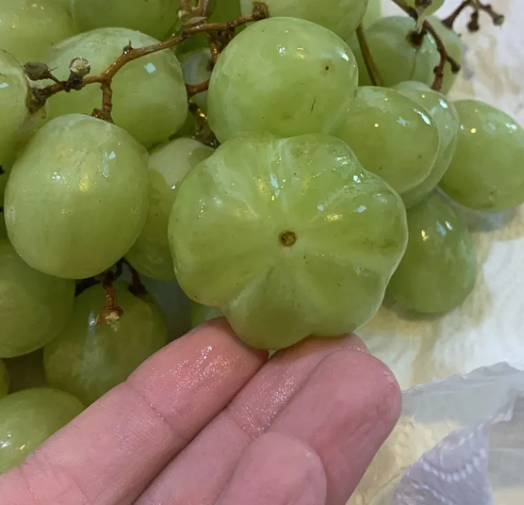 Grožđe u obliku bundeve