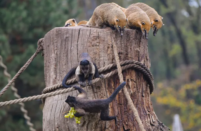 Uz lava je sigurna, ali kraj majmuna te&scaron;ko će ostati čitava!