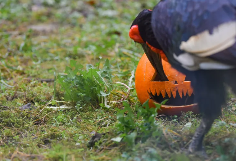 Uz lava je sigurna, ali kraj majmuna te&scaron;ko će ostati čitava!