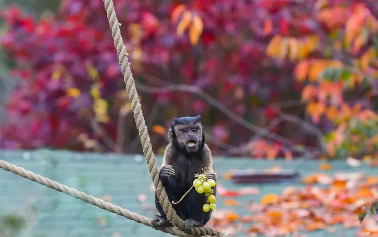 Uz lava je sigurna, ali kraj majmuna te&scaron;ko će ostati čitava!