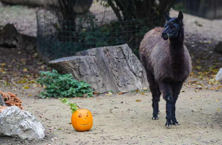 Uz lava je sigurna, ali kraj majmuna te&scaron;ko će ostati čitava!