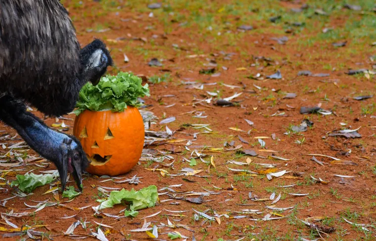 Uz lava je sigurna, ali kraj majmuna te&scaron;ko će ostati čitava!