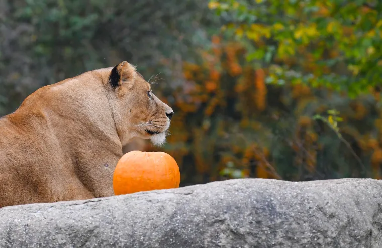 Uz lava je sigurna, ali kraj majmuna te&scaron;ko će ostati čitava!
