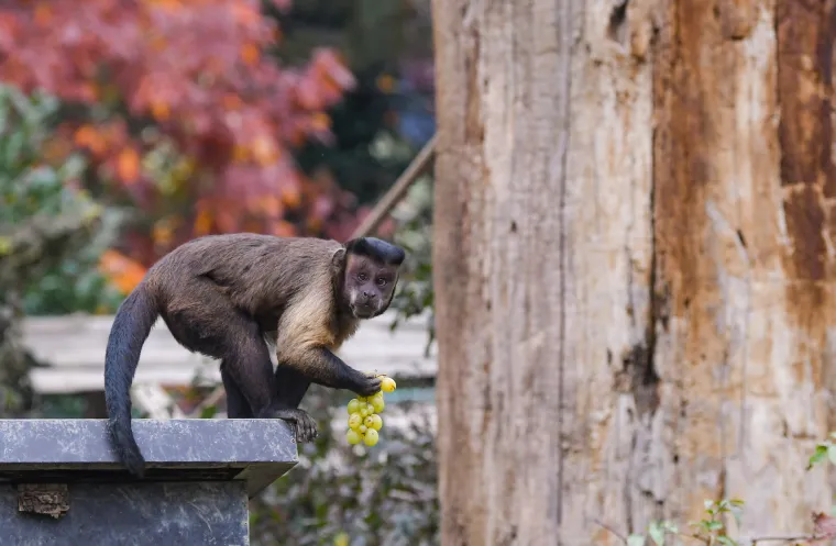 Uz lava je sigurna, ali kraj majmuna te&scaron;ko će ostati čitava!
