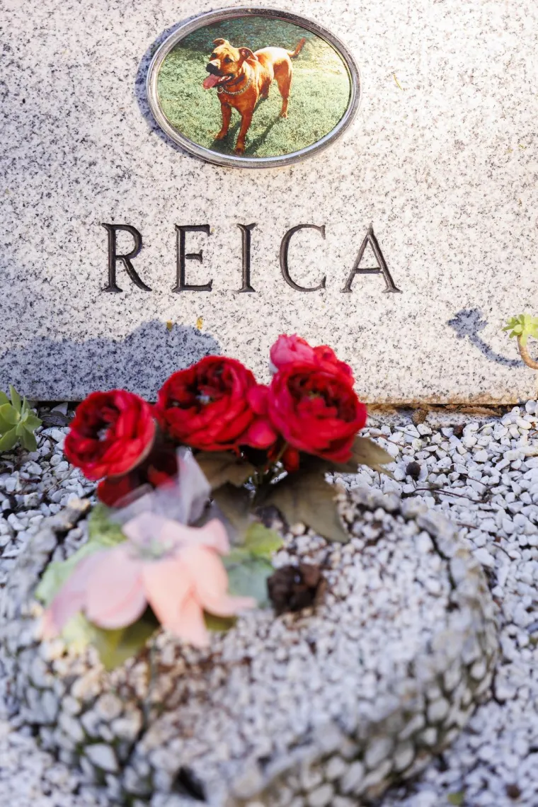 Nisu ih zaboravili: Na Sve svete pale se svijeće i ostavlja cvijeće i za kućne ljubimce