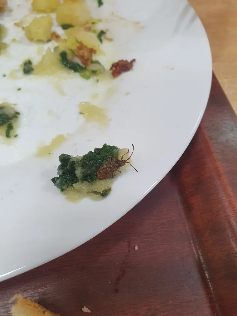 U svibnju ove godine Emil je na svom tanjuru pronašao smrdljivog martina ili &quot;nešto slično tome.&quot; Nije ga pronašao u salati, već u kelju.
