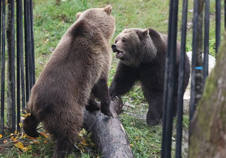 U zagrebački Zoološki vrt stigli brat i sestra, medvjedi Albert i Kveta