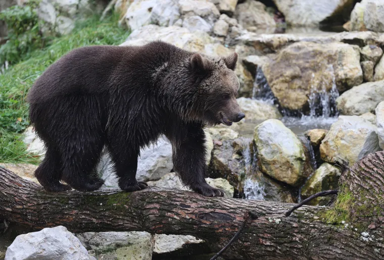 U zagrebački Zoološki vrt stigli brat i sestra, medvjedi Albert i Kveta