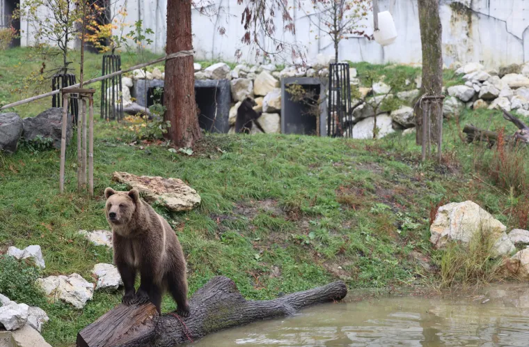 U zagrebački Zoološki vrt stigli brat i sestra, medvjedi Albert i Kveta