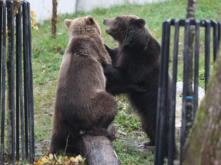 U zagrebački Zoološki vrt stigli brat i sestra, medvjedi Albert i Kveta