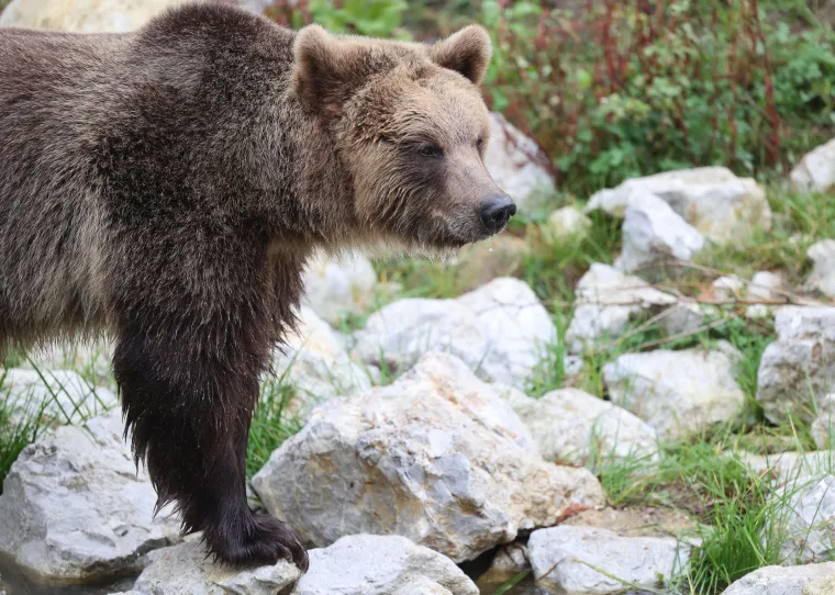 U zagrebački Zoološki vrt stigli brat i sestra, medvjedi Albert i Kveta