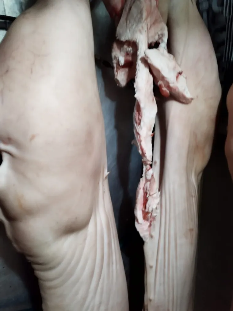 Otkrili 'priručnu klaonicu' u kući u Dalmaciji, objavili katastrofalne fotografije otkrića