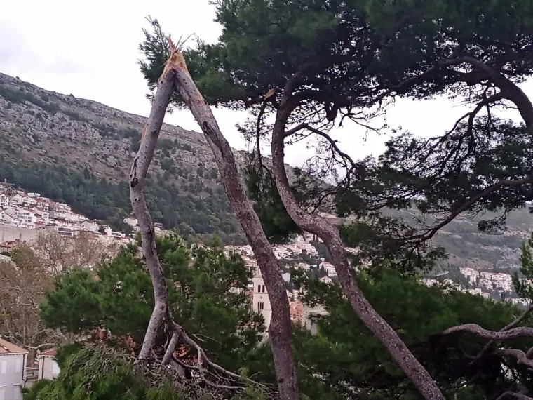 FOTO Žestoko nevrijeme tijekom noći po Dubrovniku čupalo stabla iz korijena
