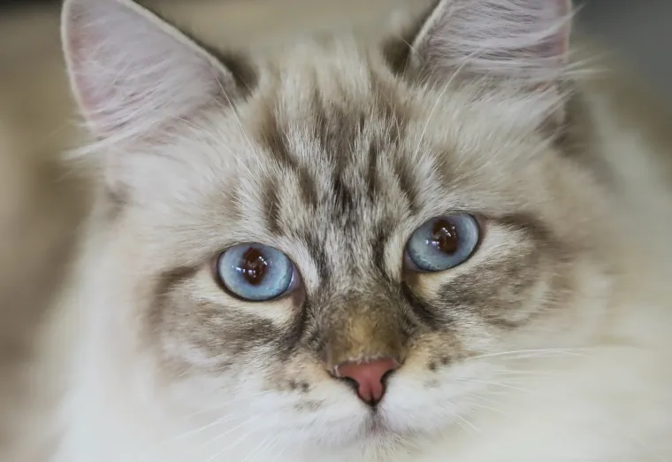 Kakve mace i macani! Najljep&scaron;e mačke na svijetu stigle u Zagreb