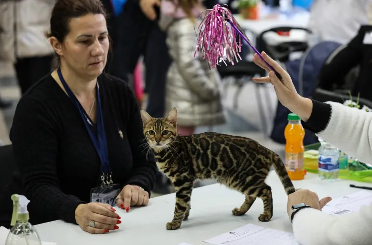 Kakve mace i macani! Najljep&scaron;e mačke na svijetu stigle u Zagreb