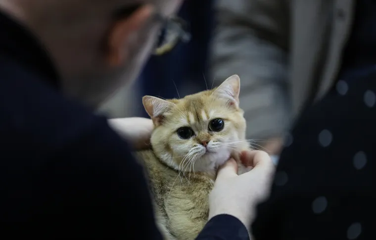 Kakve mace i macani! Najljep&scaron;e mačke na svijetu stigle u Zagreb