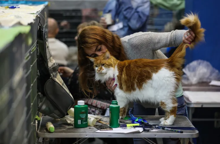 Kakve mace i macani! Najljep&scaron;e mačke na svijetu stigle u Zagreb