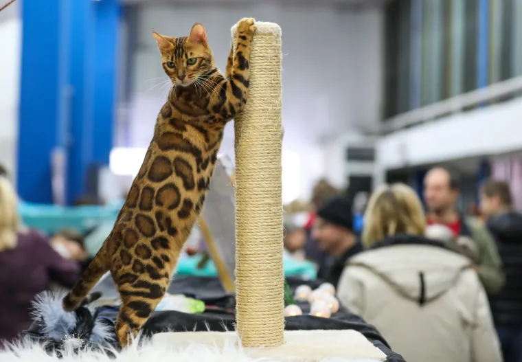 Kakve mace i macani! Najljep&scaron;e mačke na svijetu stigle u Zagreb