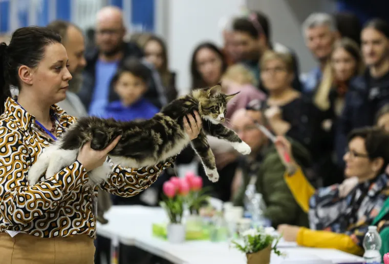 Kakve mace i macani! Najljep&scaron;e mačke na svijetu stigle u Zagreb