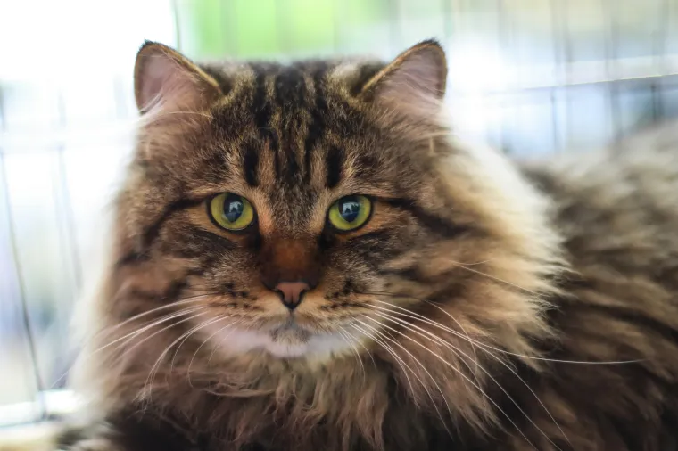 Kakve mace i macani! Najljep&scaron;e mačke na svijetu stigle u Zagreb