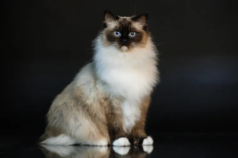 Kakve mace i macani! Najljep&scaron;e mačke na svijetu stigle u Zagreb