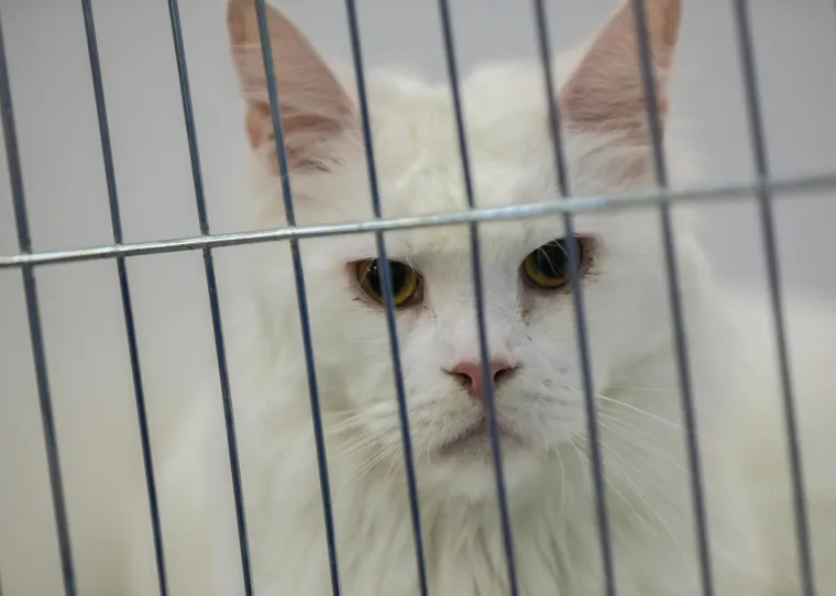 Kakve mace i macani! Najljep&scaron;e mačke na svijetu stigle u Zagreb