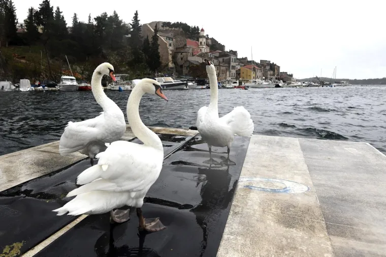 Pogledajte kako potopljeni grad, a nove padaline tek stižu: Spas od nevremena potražili su i labudovi