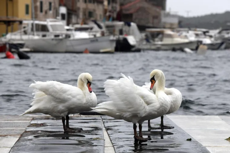 Pogledajte kako potopljeni grad, a nove padaline tek stižu: Spas od nevremena potražili su i labudovi