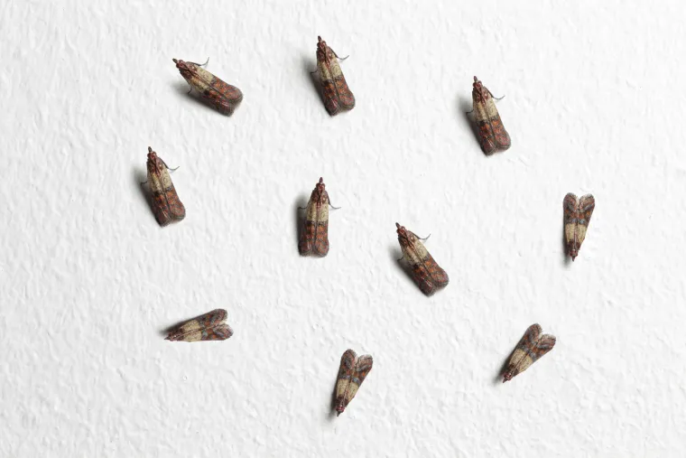 Nakon što ste izvadili i oprali svu odjeću dobro operite svaki dio ormara, ali nemojte koristiti repelente jer bi oni mogli doći na odjeću pa tako i na vašu kožu. Koristite otopinu tople vode i octa, ali možete koristiti i različita ulja - cedrovine, metvice i ulje lavande. Nakon što ste sve dobro oprali, nemojte odmah vraćati svu odjeću na isto mjesto već dobro prozračite ormar. U džepove odjeće nakon toga možete staviti listove cedrovine ili mente u vrećicama kako bi ih otjerali. Odličan način za tjeranje moljaca su i vrećice sa sušenom lavandom ili ulje citronele. Moljce će odbiti i miris lovorovog lista kojeg možete postaviti po policama nakon što vratite odjeću.