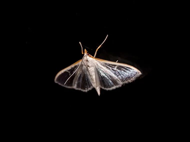 Oblaganje ladica papirom protiv moljaca također bi trebalo pomoći u borbi za zadržavanje nametnika daleko od odjeće.

