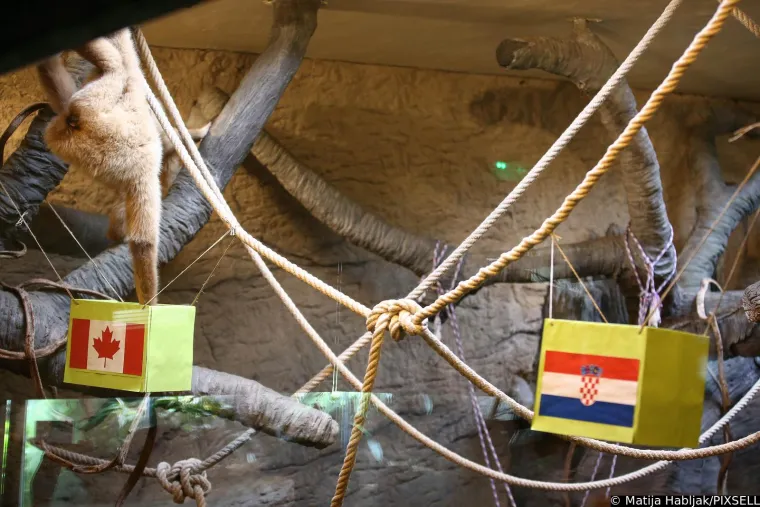 Stanovnici Zoolo&scaron;kog vrta prognozirali rezultat dana&scaron;nje utakmice