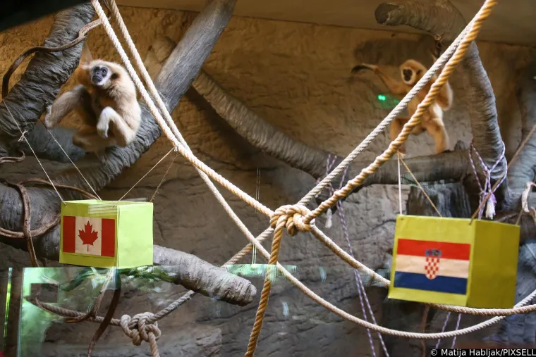 Stanovnici Zoolo&scaron;kog vrta prognozirali rezultat dana&scaron;nje utakmice