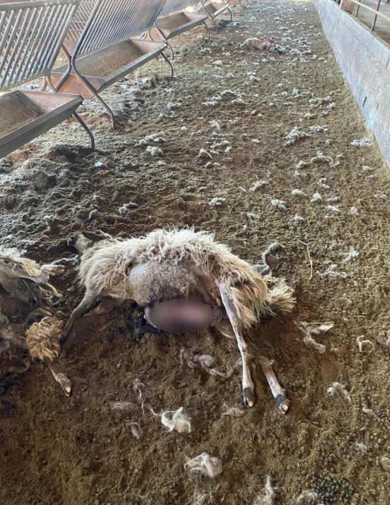 UZNEMIRUJUĆE Čopor vukova upao u štalu u Zagori i masakrirao ovce, prizori su strašni