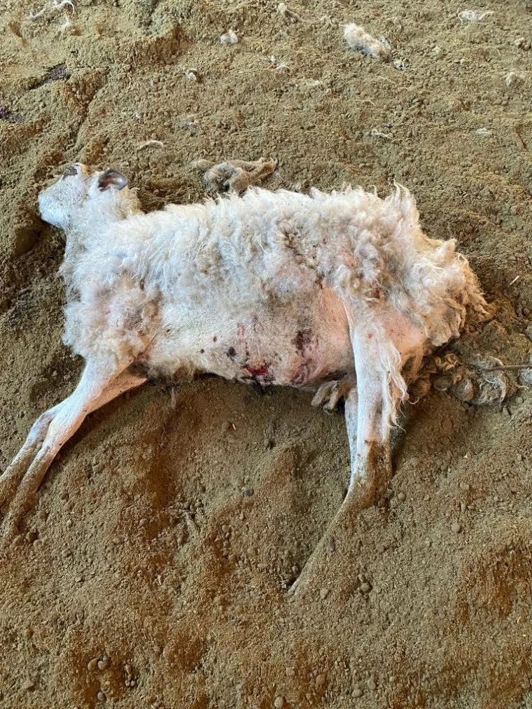 UZNEMIRUJUĆE Čopor vukova upao u štalu u Zagori i masakrirao ovce, prizori su strašni