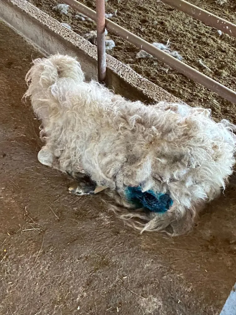 UZNEMIRUJUĆE Čopor vukova upao u štalu u Zagori i masakrirao ovce, prizori su strašni