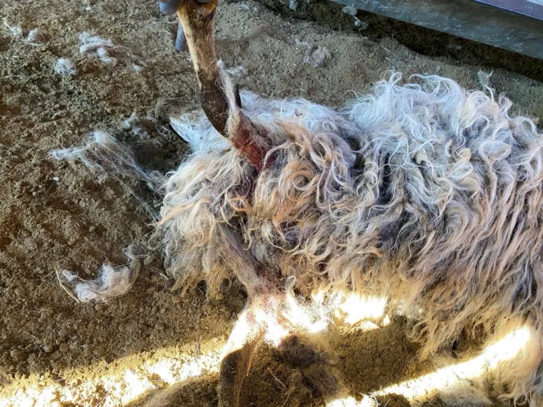 UZNEMIRUJUĆE Čopor vukova upao u štalu u Zagori i masakrirao ovce, prizori su strašni