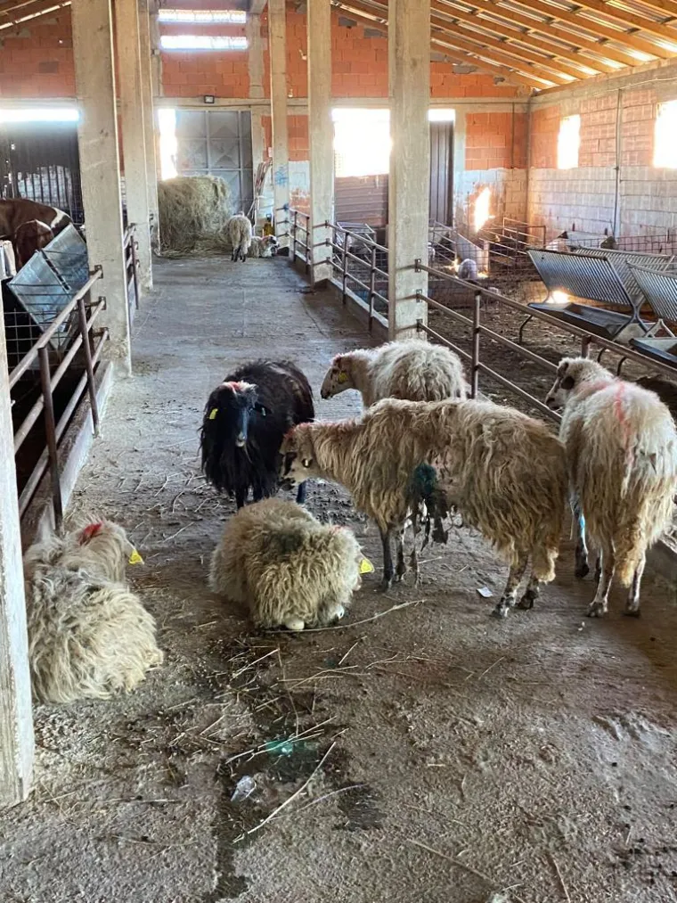 UZNEMIRUJUĆE Čopor vukova upao u štalu u Zagori i masakrirao ovce, prizori su strašni