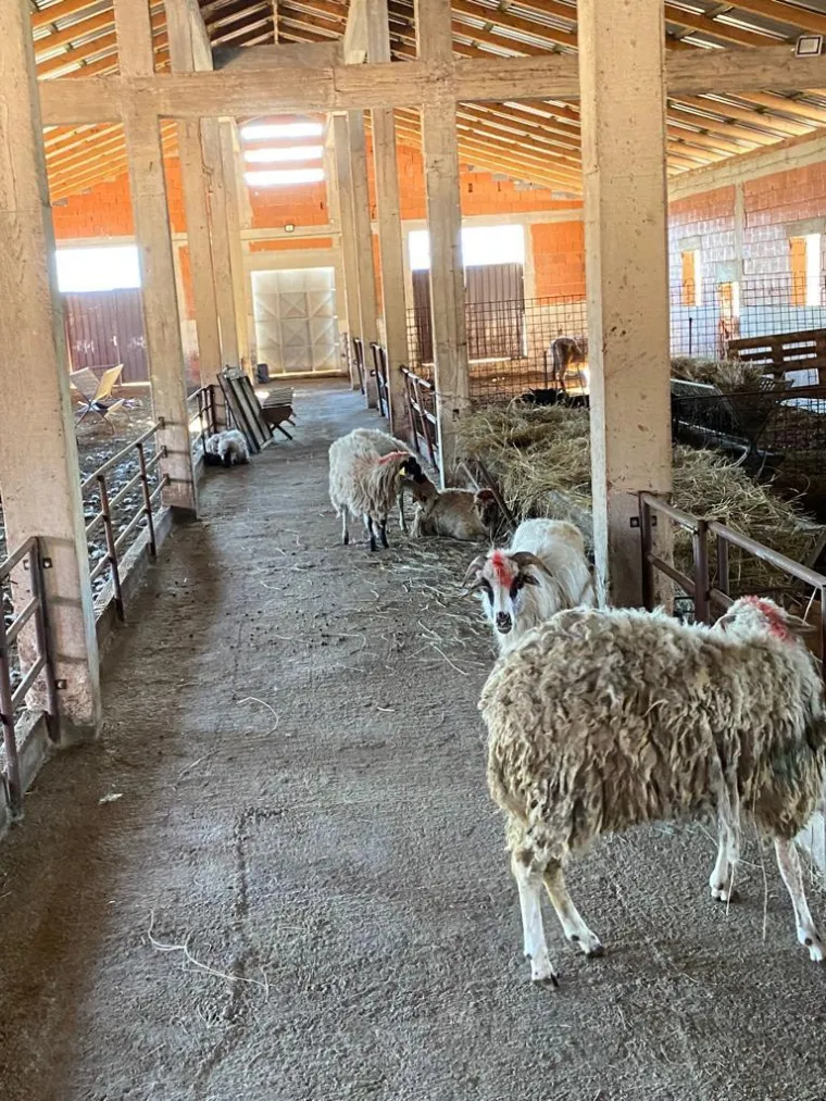 UZNEMIRUJUĆE Čopor vukova upao u štalu u Zagori i masakrirao ovce, prizori su strašni